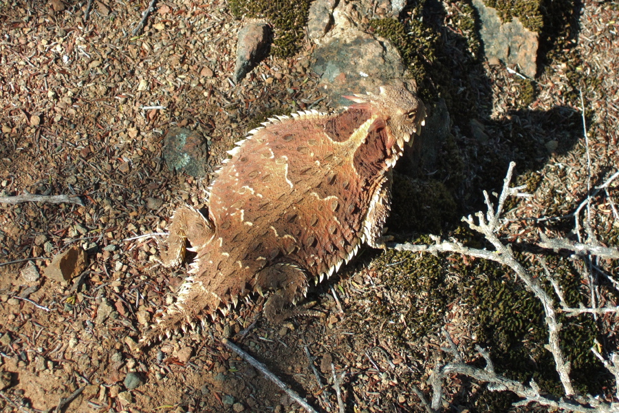 Blainesville Horned Lizard (Phrynosoma blainvillii)