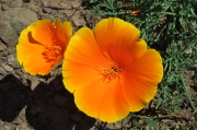 California Poppy
