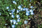 Baby Blue-Eyes (Nemophila menziesii)