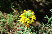 The flowers look like Creeping Oregon Grape, but the stem and leaves look like Goldenrod.