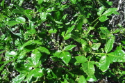 Poison Ivy