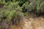 Old Mine Trail ends with a whimper at an impenetrable thicket.