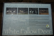White Fallow Deer plaque