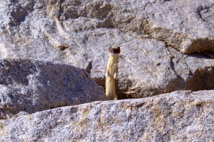Pop! Goes the weasel!