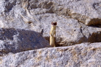 Pop! Goes the weasel!
