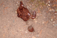 Bear scat containing plastic bits--bad bear!