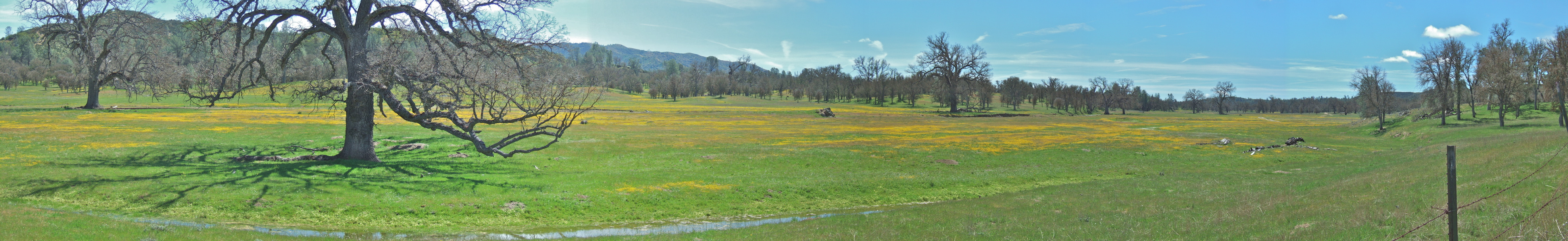 Wildflowers in Upper San Antonio Valley (2)