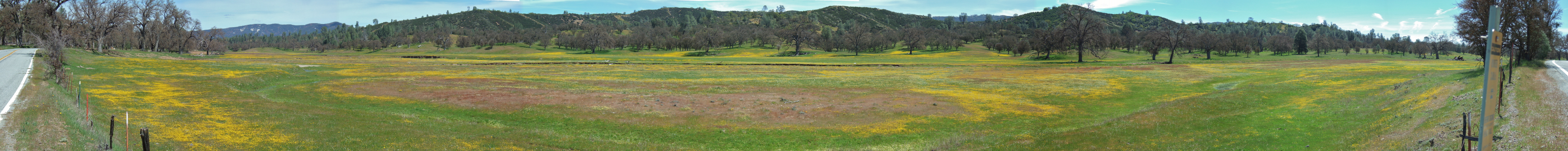 Wildflowers in Upper San Antonio Valley (1)