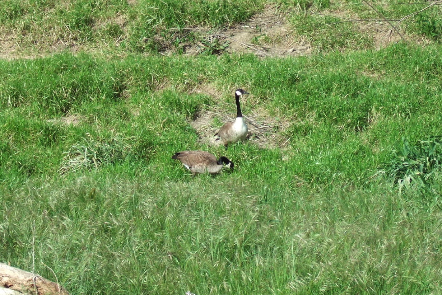 Geese enjoying the Alameda Creek bed.