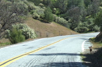 Jackrabbit near Isabel Creek