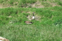 Geese enjoying the Alameda Creek bed.