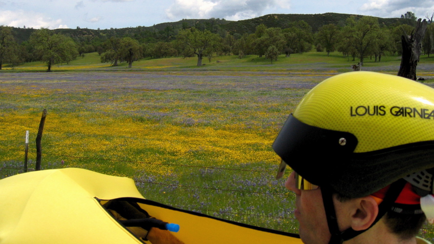 Wildflowers in Upper San Antonio Valley (3)