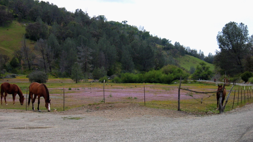 Horses and Wildflowers