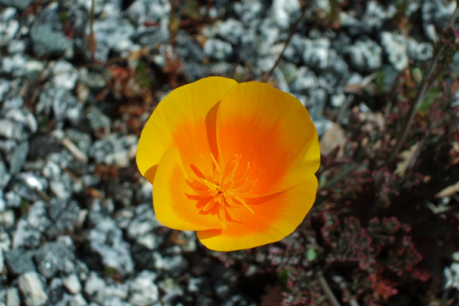 California Poppy.
