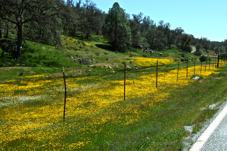 More wildflowers alongside Mines Rd.