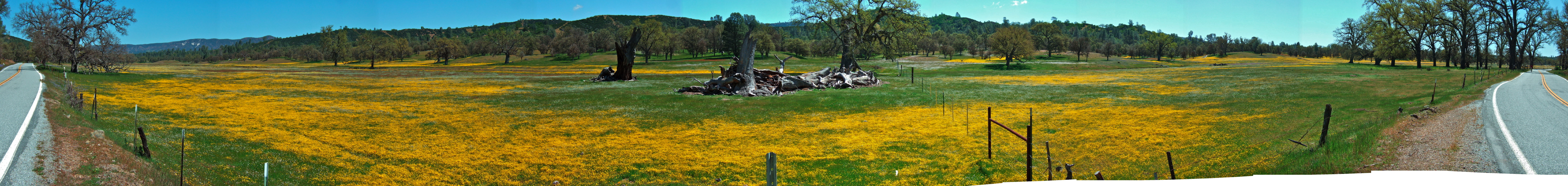 Wildflowers in Upper San Antonio Valley (2).