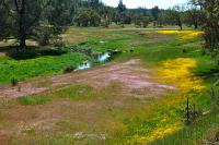 The light purple flowers like to be nearer the water.