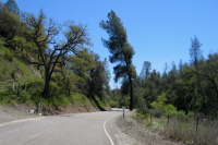 Leaning tree on Mines Rd. (2190ft)