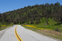 More mustard flowers near the road.  (2610ft)