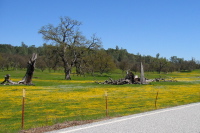 Wildflowers and snags in Upper San Antonio Valley (2050ft)