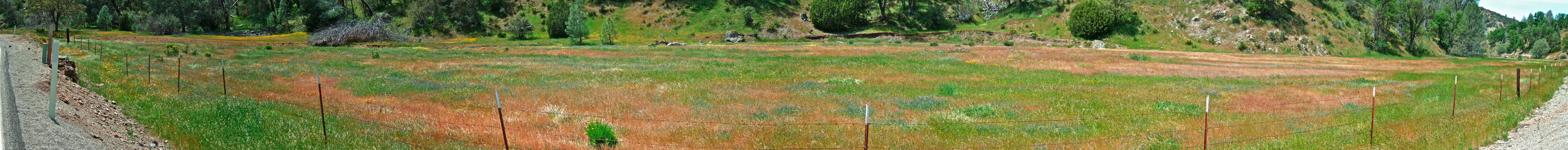 Flowers along Mines Rd.