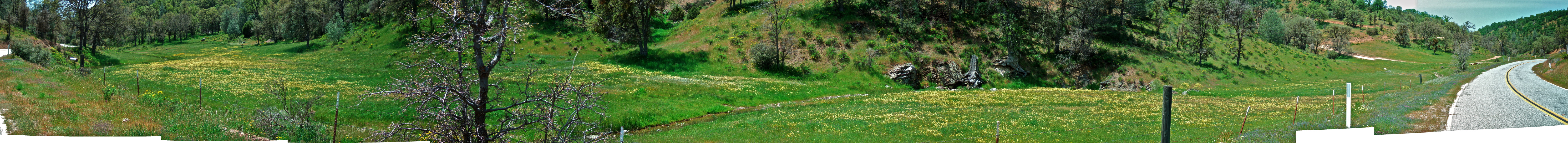 Flowers along Mines Rd. (2)