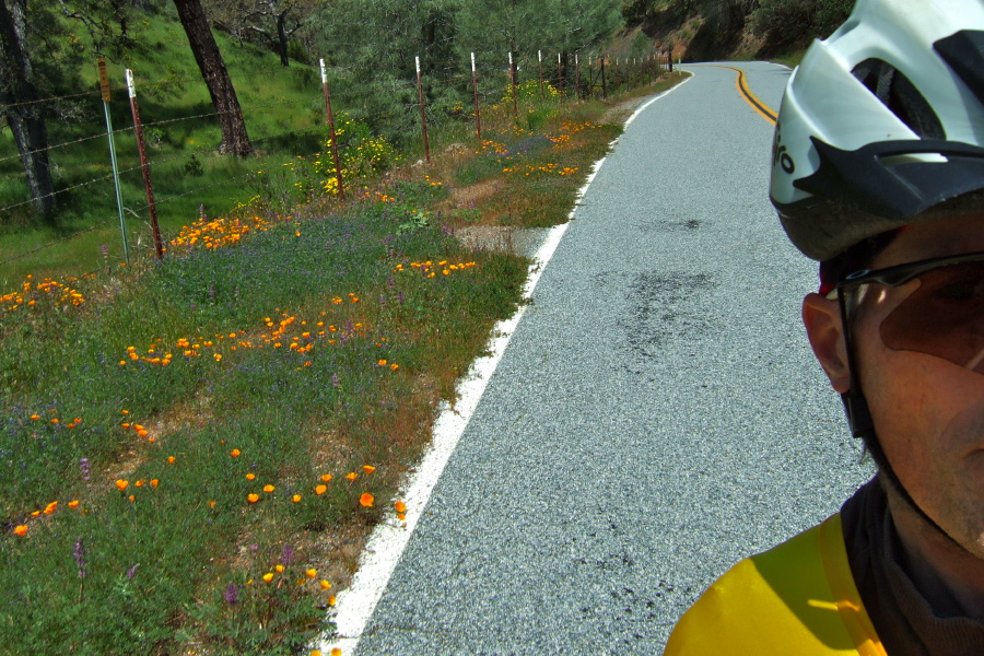 Poppies along the road.