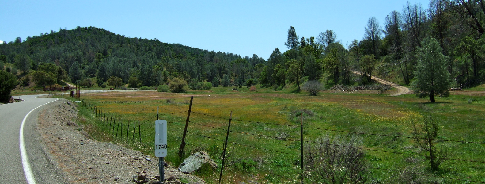 Flowers hidden in the grass in Arroyo Mocho valley.