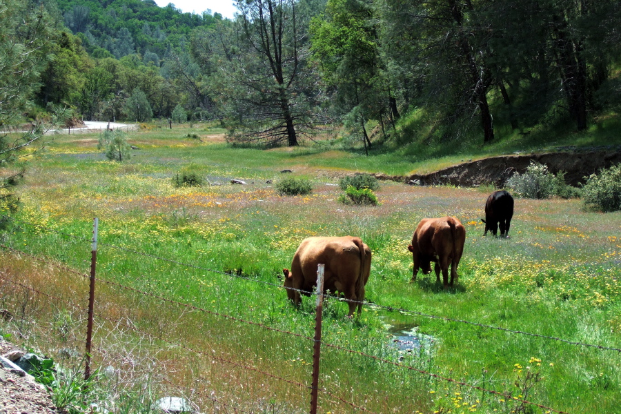 Cows graze amongst the flowers.