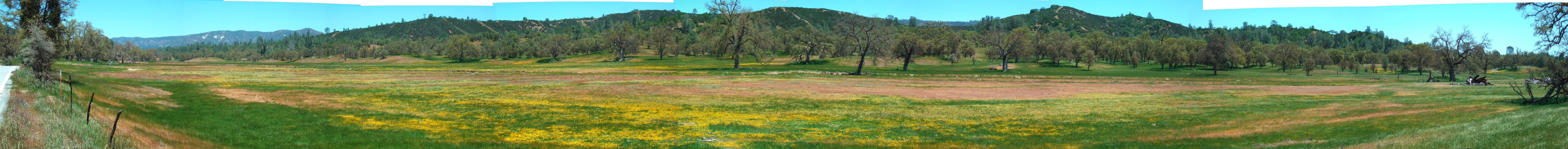 Wildflowers of Upper San Antonio Valley