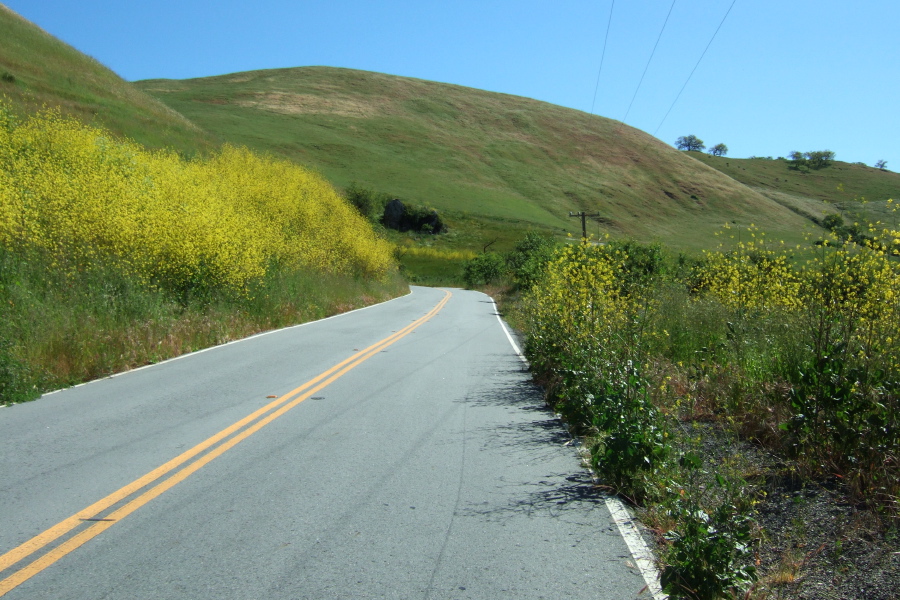 Mustard blooming on Mt. Hamilton Rd.