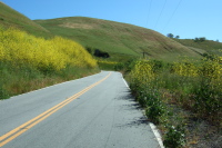 Mustard blooming on Mt. Hamilton Rd.