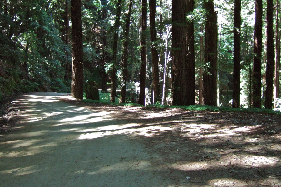 Descending Mt. Madonna Rd. (east) in the redwoods (2)