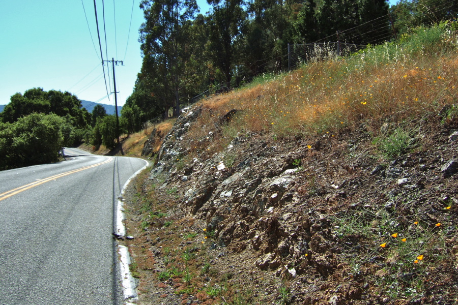 California Poppies at the top of Kennedy Rd.