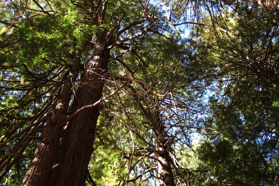 Bare redwood branches beneath the canopy.