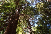 Bare redwood branches beneath the canopy.