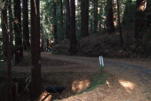 Redwood duff on Native Sons Rd.