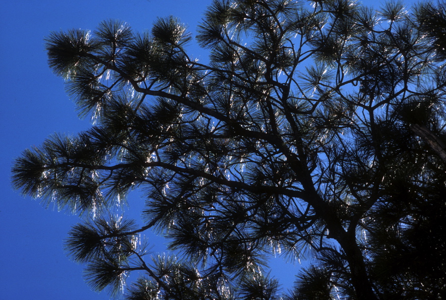 Pine needles