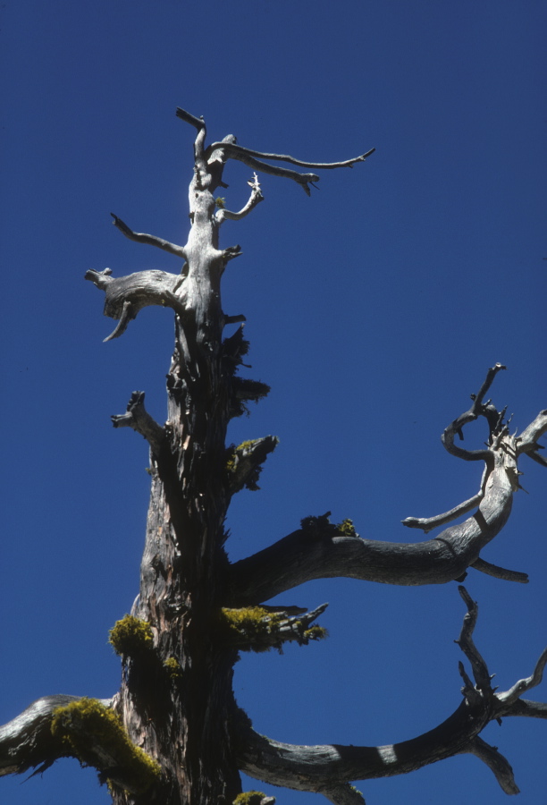 Old snag