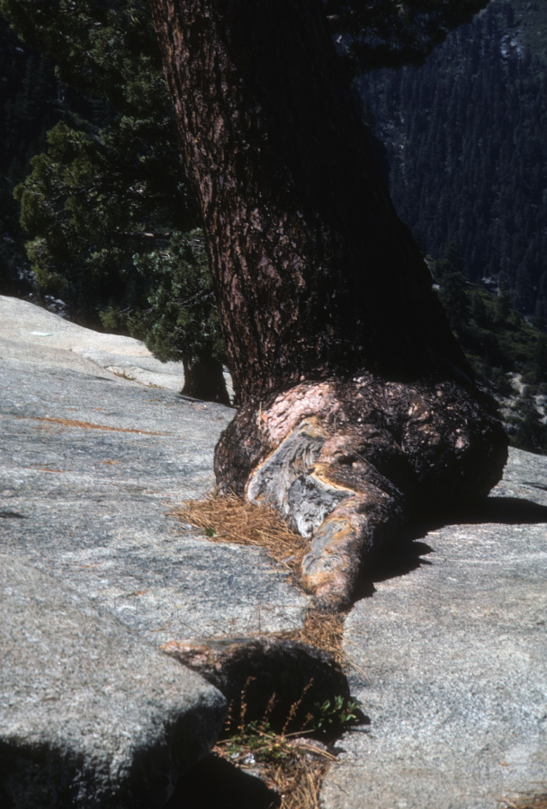 Tree growing in crack