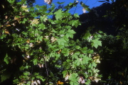 Sunlight through the maple leaves