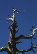 Old snag