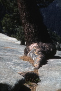 Tree growing in crack