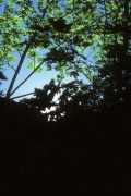 Light through maple leaves