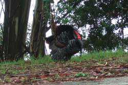 A proud tom displays his plumage and enormous wattles