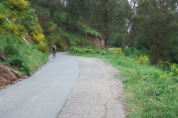 Descending past the blooming Broom on Thorndale