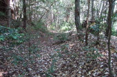 An old overgrown logging road heads off down the ridge.