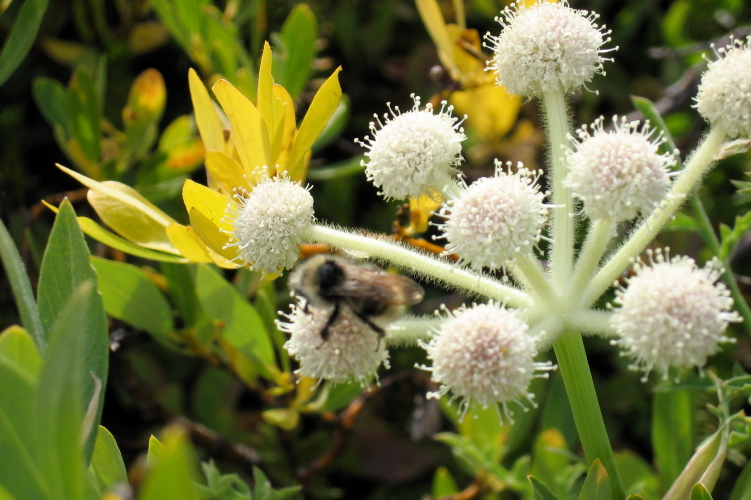 A bee makes busy with a flower.