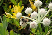 A bee makes busy with a flower.