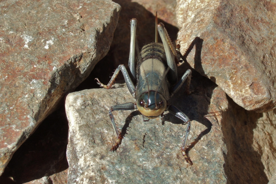 Eye to eye with a cricket on the trail.